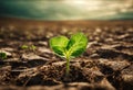 Surviving sprouted lonely sprout in a lifeless dry desert. Nature save theme Royalty Free Stock Photo