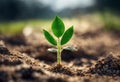 Surviving sprouted lonely sprout in a lifeless dry desert. Nature save theme Royalty Free Stock Photo