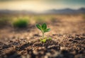 Surviving sprouted lonely sprout in a lifeless dry desert. Nature save theme Royalty Free Stock Photo