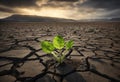 Surviving sprouted lonely sprout in a lifeless dry desert. Nature save theme Royalty Free Stock Photo