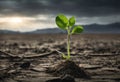 Surviving sprouted lonely sprout in a lifeless dry desert. Nature save theme