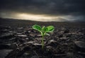 Surviving sprouted lonely sprout in a lifeless dry desert. Nature save theme