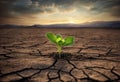 Surviving sprouted lonely sprout in a lifeless dry desert. Nature save theme