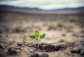 Surviving sprouted lonely sprout in a lifeless dry desert. Nature save theme Royalty Free Stock Photo