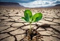 Surviving sprouted lonely sprout in a lifeless dry desert. Nature save theme