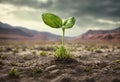 Surviving sprouted lonely sprout in a lifeless dry desert. Nature save theme