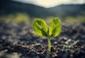 Surviving sprouted lonely sprout in a lifeless dry desert. Nature save theme