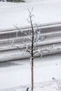 Surviving tree with barren branches behind an almost blanketed street, Canada Royalty Free Stock Photo