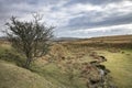 Surviving tree next to stream on Dartmoor Royalty Free Stock Photo