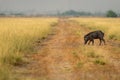 Sus scrofa cristatus or Indian boar or Andamanese or Moupin pig or wild boar in scenic landscape or grassland of Blackbuck