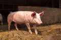 Sus scrofa domesticus