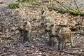 Sus scrofa youngsters Royalty Free Stock Photo