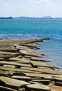 Susan Hoi Shell Fossil Beach Cemetery