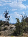 Suspect condor region calif. Royalty Free Stock Photo