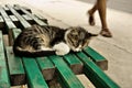 Suspend kitten on a bench Royalty Free Stock Photo