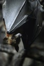 Suspended Fruit-bat