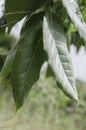 Closeup Of Cedar Tree Leaves Royalty Free Stock Photo