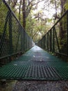 Suspended bridge in Monteverde, Costa Rica, on the middle of forest