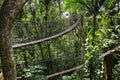 Suspended bridges at top of the trees in Parc Des Mamelles, Guadeloupe Zoo, in the middle of the rainforest on Chemin de la Royalty Free Stock Photo