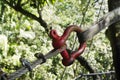 Suspended bridges at top of the trees in Parc Des Mamelles, Guadeloupe Zoo, in the middle of the rainforest on Chemin de la Royalty Free Stock Photo