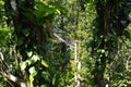 Suspended bridges at top of the trees in Parc Des Mamelles, Guadeloupe Zoo, in the middle of the rainforest on Chemin de la Royalty Free Stock Photo