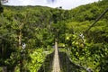 Suspended bridges at top of the trees in Parc Des Mamelles, Guadeloupe Zoo, in the middle of the rainforest on Chemin de la Royalty Free Stock Photo