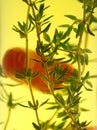 Suspended Chillies And Thyme Royalty Free Stock Photo