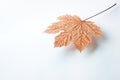 Suspended leaf Royalty Free Stock Photo