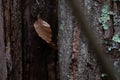 Suspended nature, a death leaf suspend in a tree by a spider web.