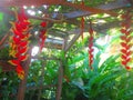 Red and yellow heliconia flowers