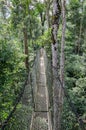 Suspended tree top or canopy walk in rain forest of Nigeria