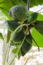 Closeup Of Malabar=almond On Tree