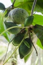 Closeup Of Terminalia Catappa On Tree