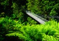 Suspension bridge fern forest Royalty Free Stock Photo