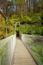 Suspension bridge in forest