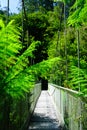 Suspension bridge rainforest