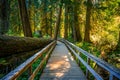 Suspension Bridge to the Grove of the Patriarchs, Mount Rainier National Park, Washington Royalty Free Stock Photo