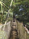 Suspension bridge in tropical garden of the French West Indies. Suspended walkway over lush Caribbean vegetation. Nature and