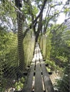 Suspension bridge in tropical garden of the French West Indies. Suspended walkway over lush Caribbean vegetation. Nature and