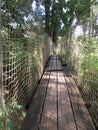 Suspension bridge in tropical garden of the French West Indies. Suspended walkway over lush Caribbean vegetation. Nature and