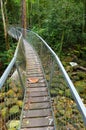Suspension bridge walkway, Borneo rainforest