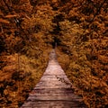 Suspension bridge. wooden suspension bridge in the forest.