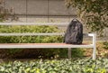 Suspicious Backpack on Bench, Threat Bag, Warning Symbol Royalty Free Stock Photo