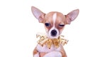 Suspicious chihuahua puppy Royalty Free Stock Photo