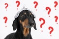 Suspicious dachshund dog in foil hat on a white background with drawn question marks, not isolate. Fear of aliens or radiation