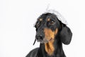 Suspicious dachshund dog in foil hat on a white background, not isolate. Fear of aliens or radiation exposure from antennas and