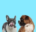 Suspicious French bulldog licking its nose, Boxer looking at it Royalty Free Stock Photo
