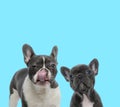 Suspicious French bulldog licking its nose and curious cub