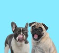 Suspicious French bulldog licking its nose and excited Pug panting