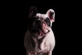 Suspicious french bulldog